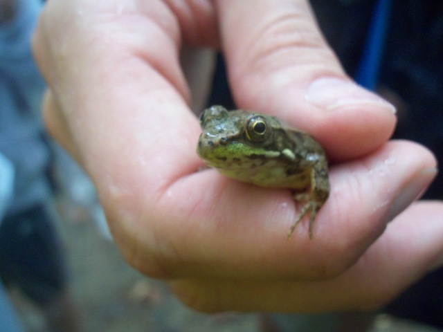 This little guy plays a vital role in the pond ecosystem!  His webbed back toes are well suited for his life in the water.  While tadpoles feed on algae, adult frogs feed on fish, worms, and insects.
