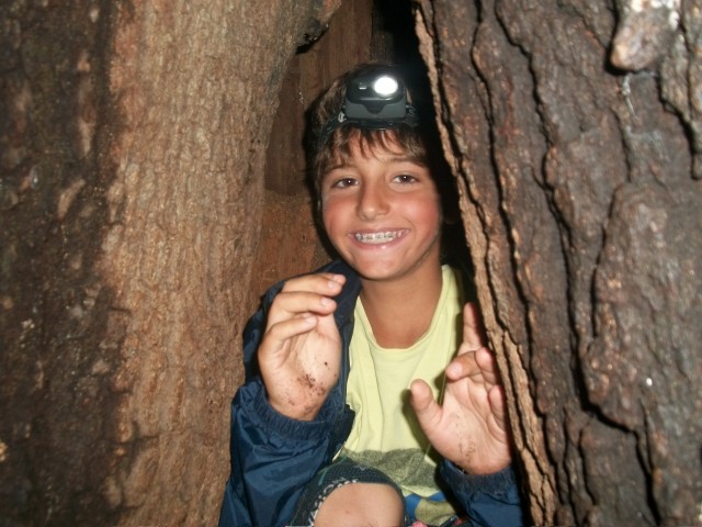 Students often revisit the hollow tree during their Watershed Walk.