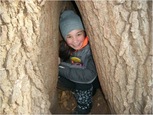 The hollow tree is a great shelter from the cold.  Animals find similar places to hide during the winter months.
